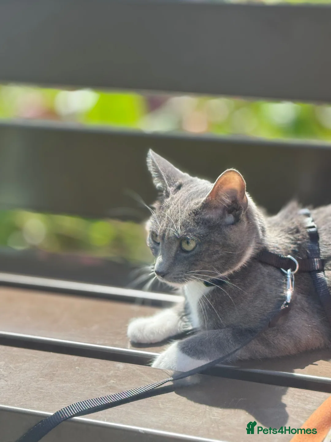 Mixed Breed cats for sale: Cat female grey and white 2 yr - Advert 9