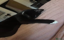 Mixed Breed cats for sale: Loving five-year-old male cat for sale - Image 2