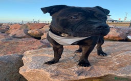 Mixed Breed dogs for stud: STAFFORDSHIRE BULL TERRIER MIX FOR STUD - Image 18