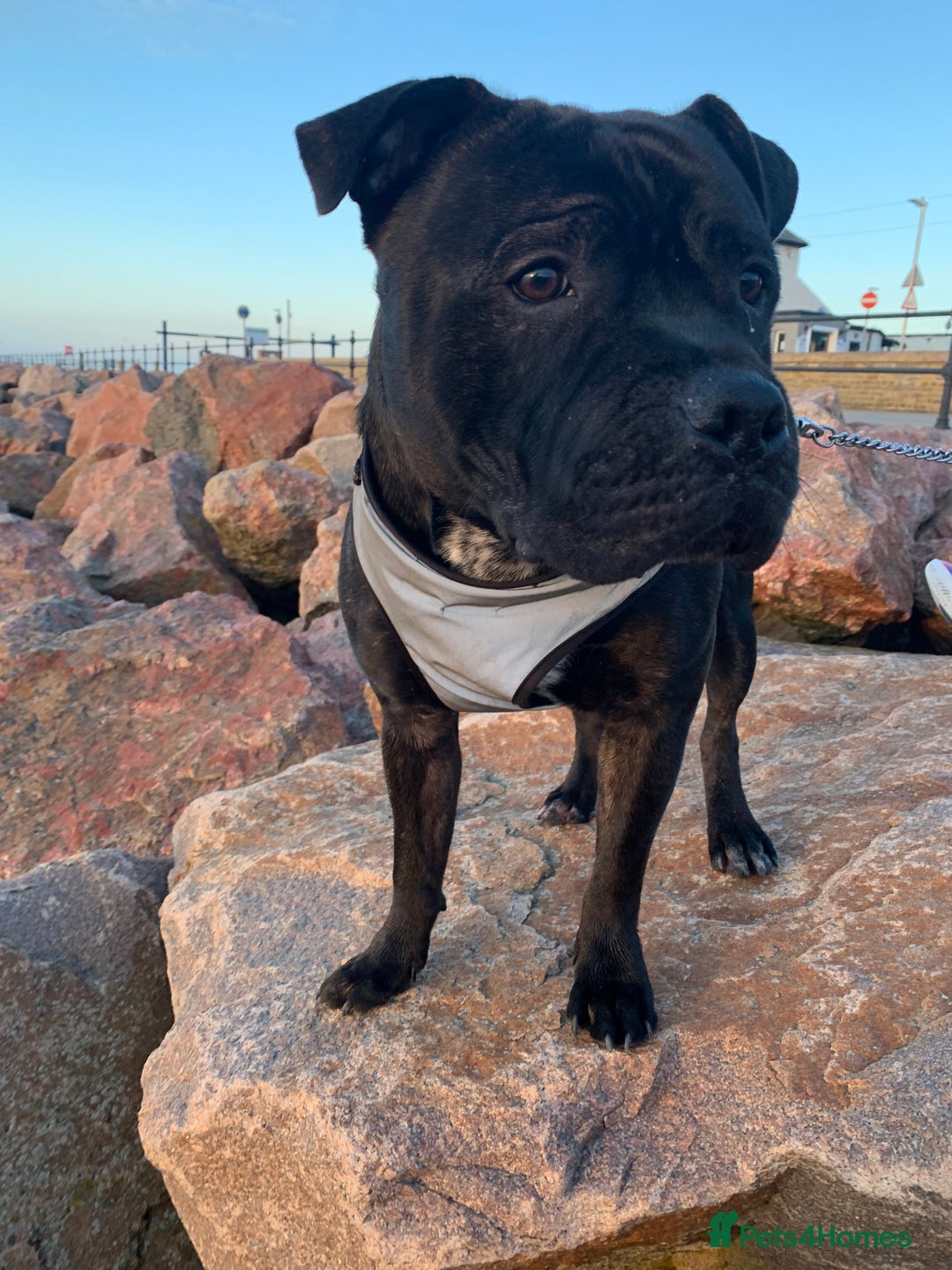 Mixed Breed dogs for stud: STAFFORDSHIRE BULL TERRIER MIX FOR STUD - Image 18