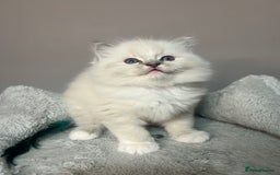 Ragdoll cats for sale: Registered Ragdolls kittens for sale - Image 10