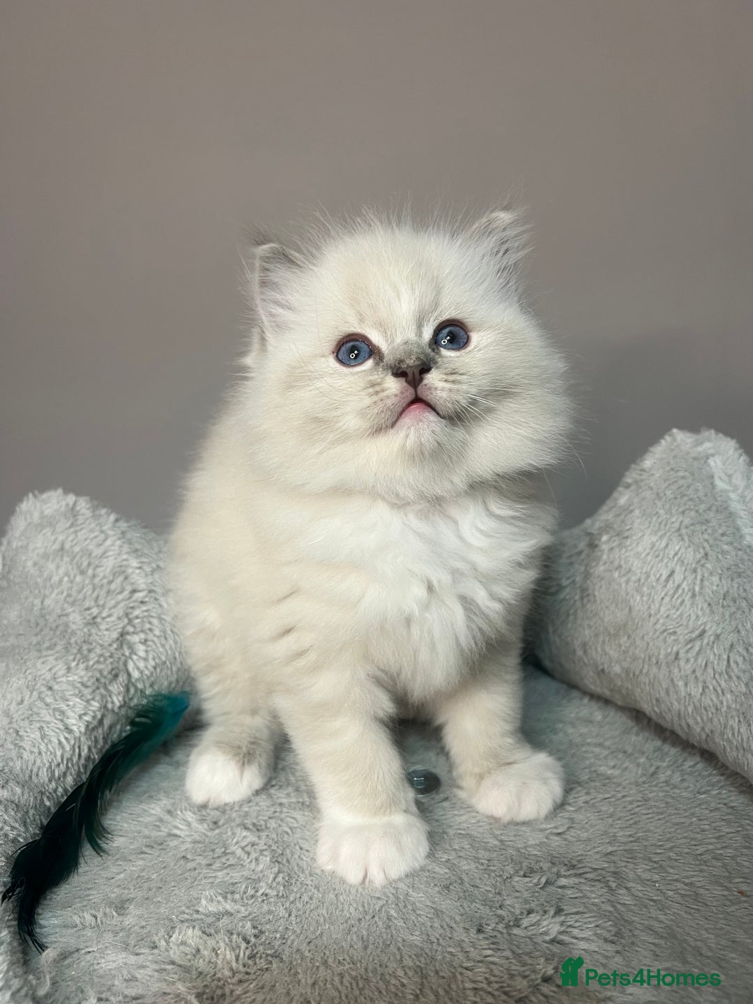 Ragdoll cats for sale: Registered Ragdolls kittens for sale - Image 10