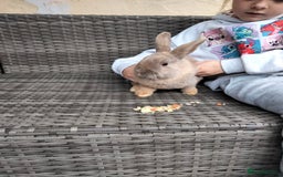 Mini Lop rabbits for sale: Mini lop cross lion heads in Mansfield - Image 5
