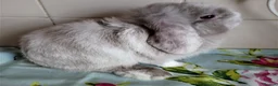 Mini Lop rabbits for sale: Pedigree Mini Lops in Tamworth - Advert 10