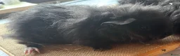 Guinea Pig rodents for sale: Pair of 8 week old baby sows  - Advert 3