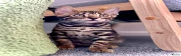 Bengal cats for sale: Ready now quality Bengal kittens TICA reg  - Advert 11