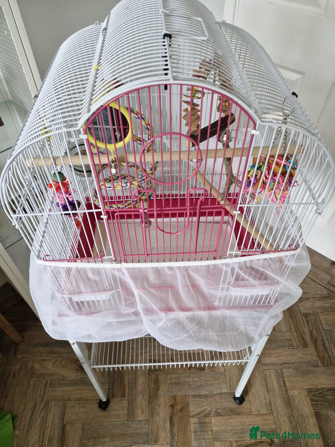 Budgerigars birds for sale: Violet Opaline Budgie - Image 9