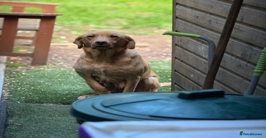 Labrador Retriever dogs Kc registered health tested Labrador bitch  - Advert 10