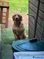 Labrador Retriever dogs Kc registered health tested Labrador bitch - Advert 2