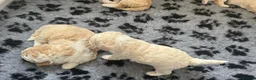 Cavapoochon dogs for sale: Cavapoochon puppies - beautiful colours - Advert 11