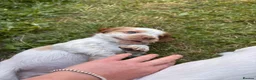 Mixed Breed dogs for sale: Clumber x Puppies  - Advert 22