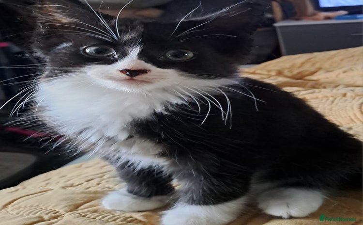 Mixed Breed cats  Fluffy longhaired Kitten with Love Heart Nose  - Advert 10