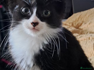 Mixed Breed cats for sale: Fluffy longhaired Kitten with Love Heart Nose - Advert 2