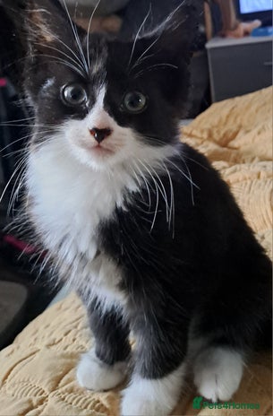 Mixed Breed cats Fluffy longhaired Kitten with Love Heart Nose - Advert 10