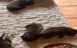 Staffordshire Bull Terrier dogs for sale: READY NOW KC STAFFORDSHIRE BULL TERRIER - Image 10