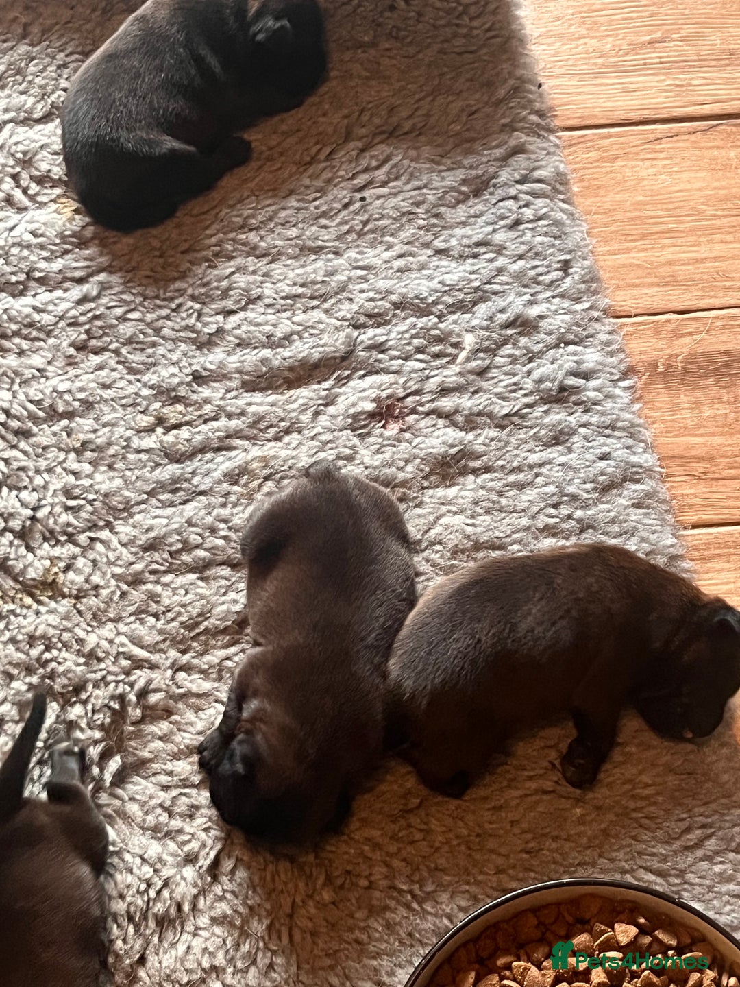 Staffordshire Bull Terrier dogs for sale: READY NOW KC STAFFORDSHIRE BULL TERRIER - Image 10
