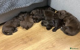 Sprocker dogs for sale: 6 beautiful Sprockers for sale - Image 8