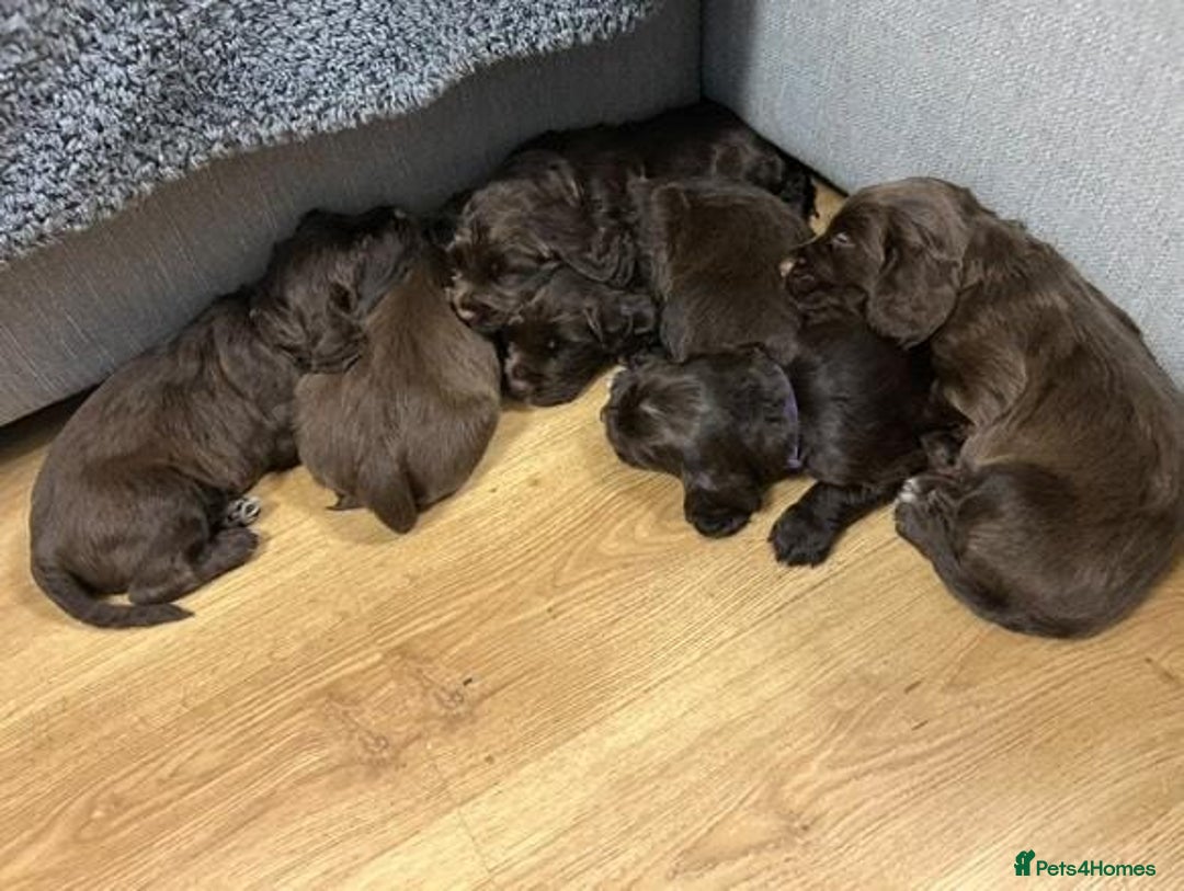 Sprocker dogs for sale: 6 beautiful Sprockers for sale - Image 8