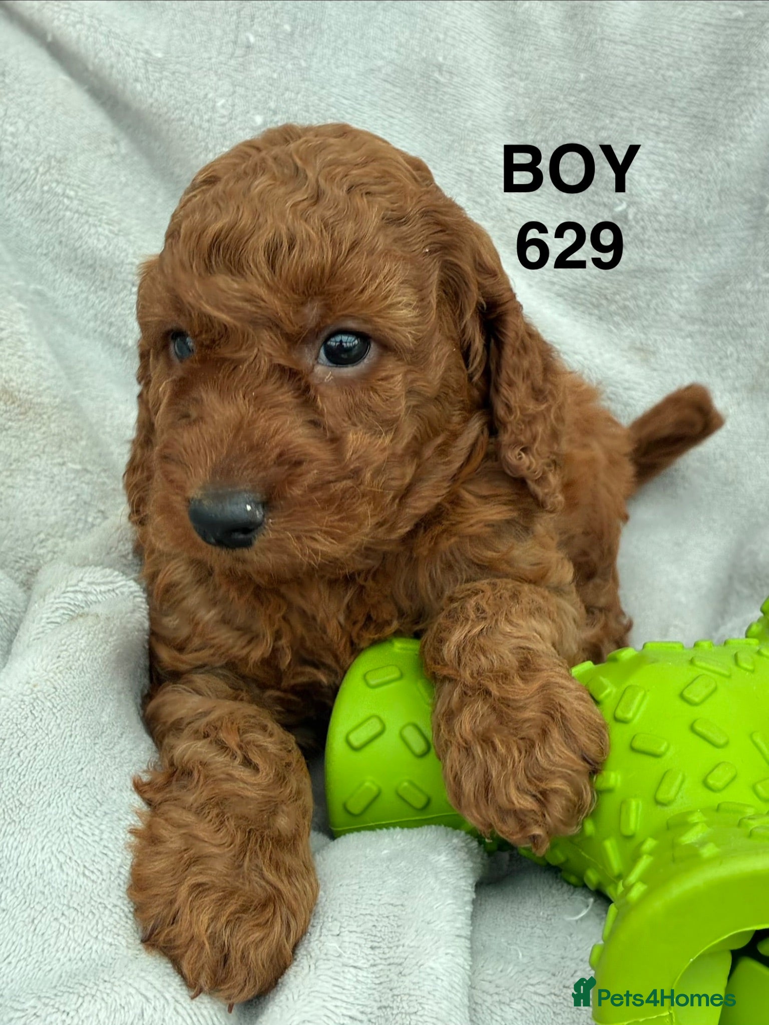 Cockapoo dogs F1b Cockapoo Puppies Available  - Advert 2