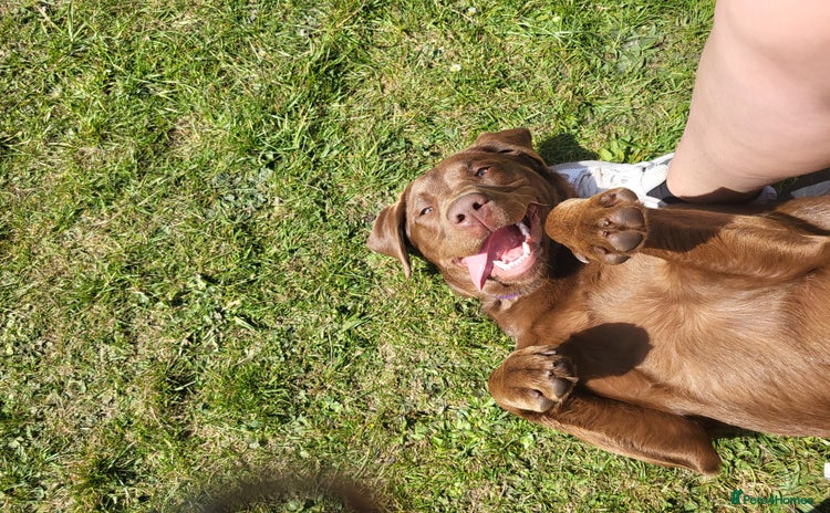 Labrador Retriever dogs - Advert 10