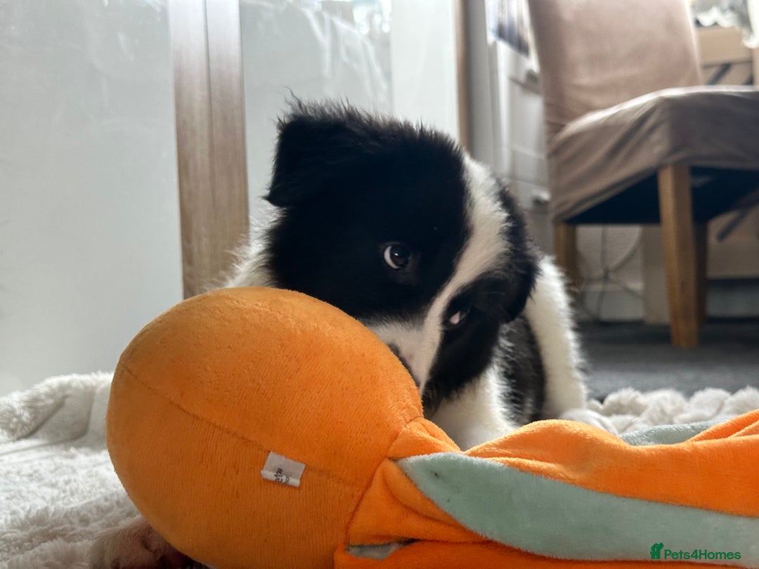 Border Collie dogs for sale: Last 2 girls left !!! International Champion line - Image 1