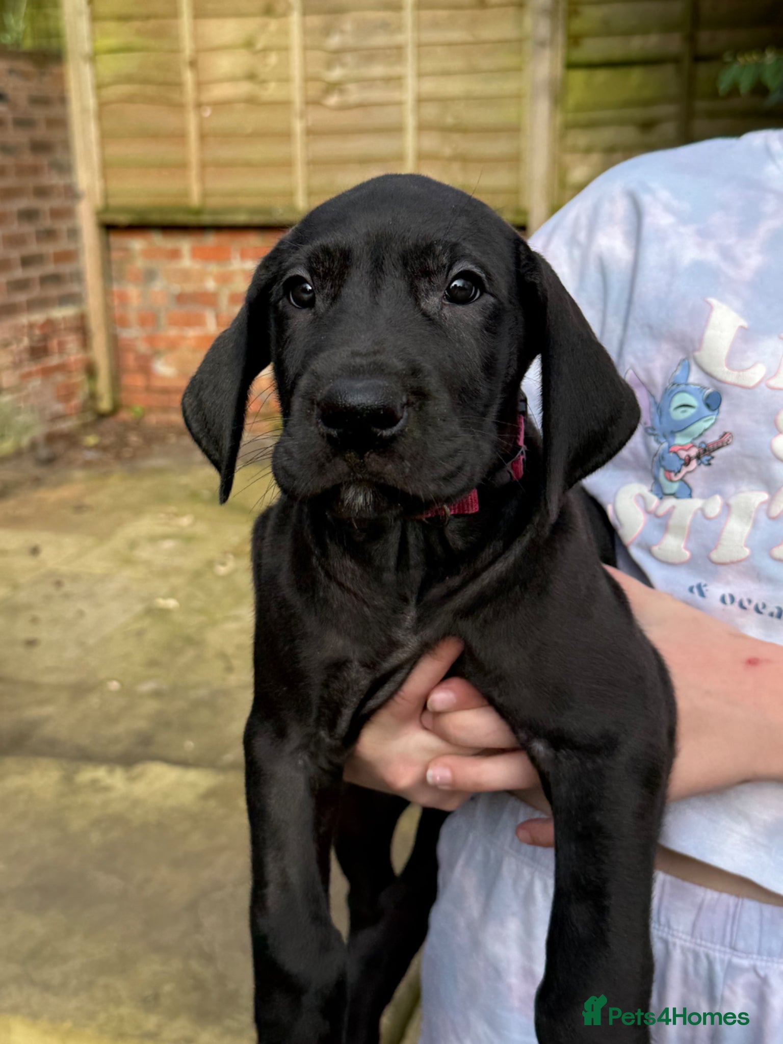 Great Dane dogs Health Tested KC reg Ready Now Great Dane puppies - Advert 5