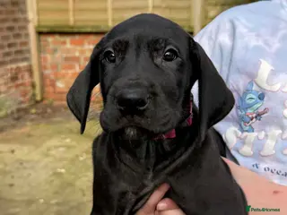 Great Dane dogs Health Tested KC reg Ready Now Great Dane puppies - Advert 5