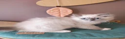 Ragdoll cats for sale: BEAUTIFUL RAGDOLLS KITTENS GCCF REGISTERED  - Advert 9