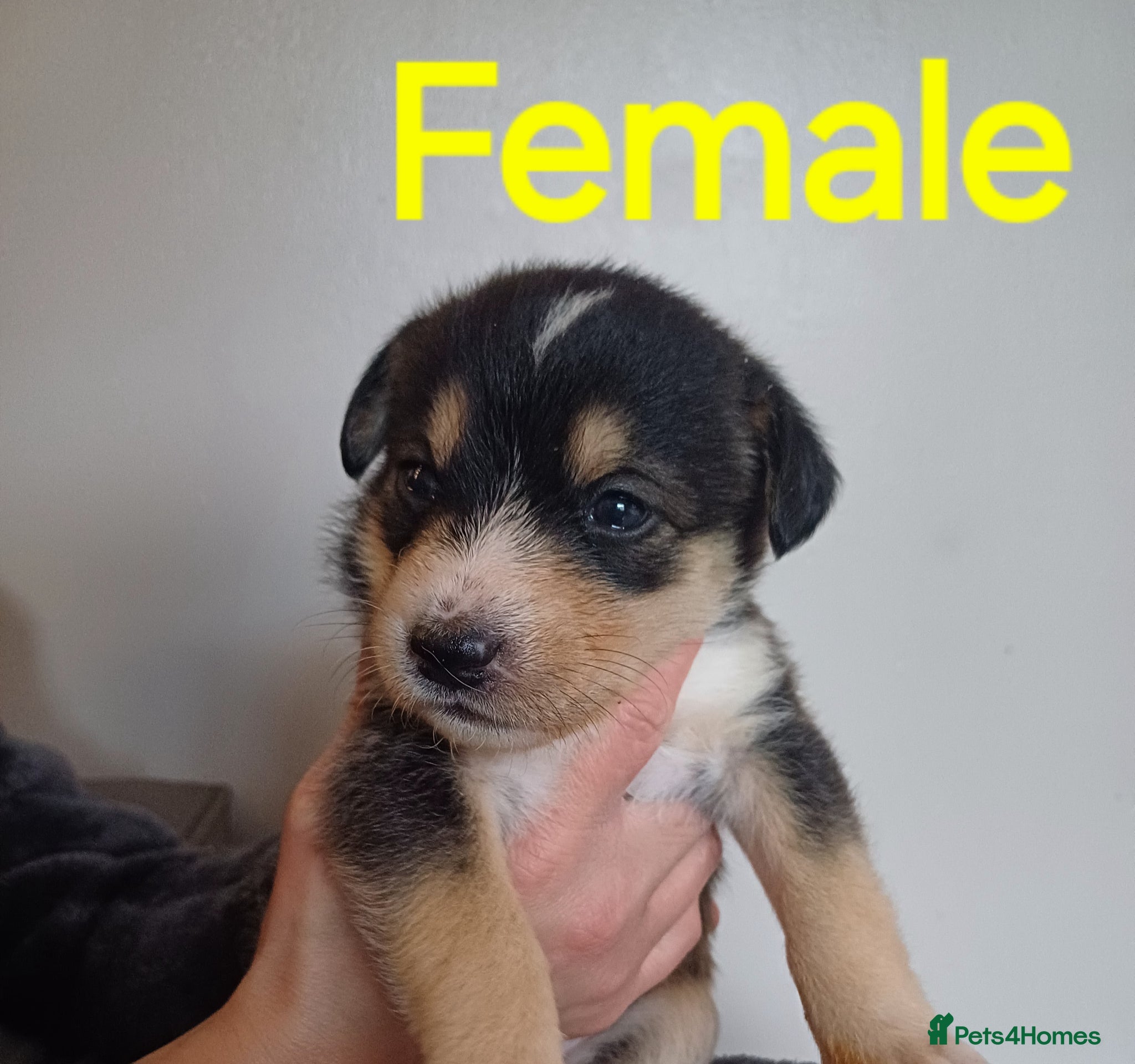 Mixed Breed dogs Gorgeous huskydoodles  - Advert 5