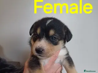 Mixed Breed dogs Gorgeous huskydoodles - Advert 5