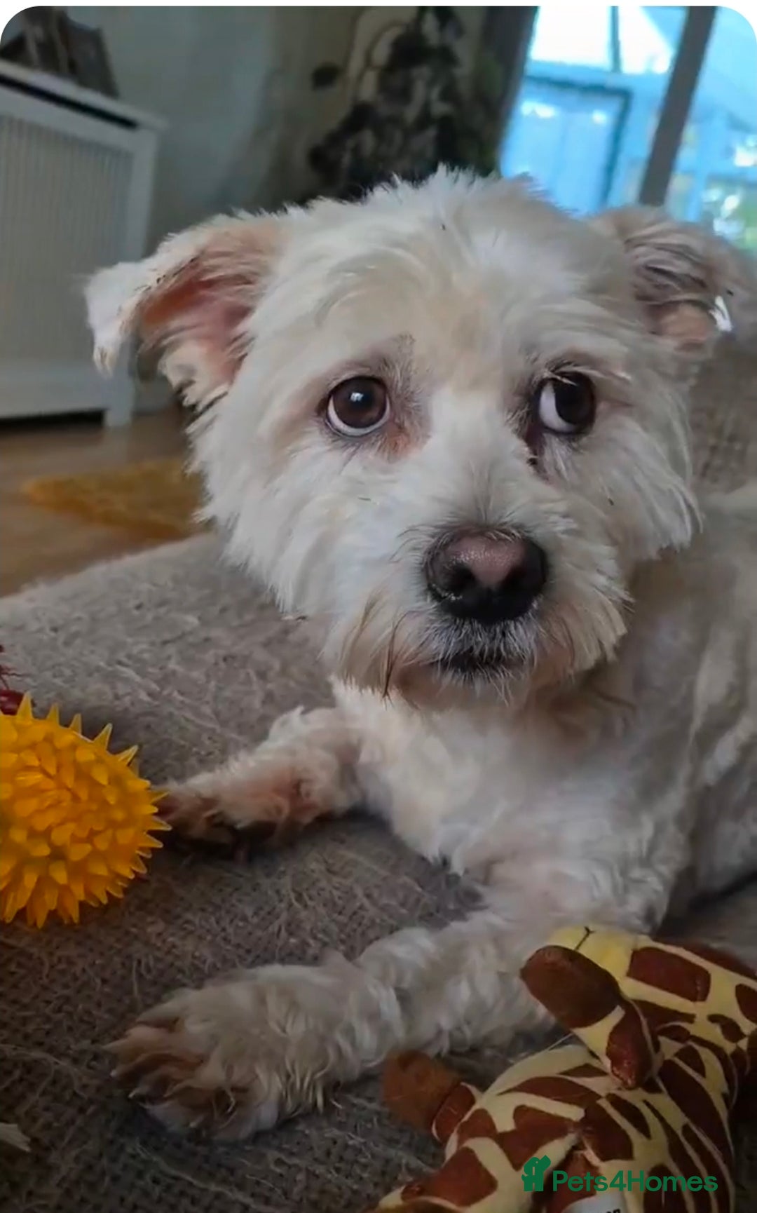 Mixed Breed dogs for adoption: NORRIS  - Advert 5