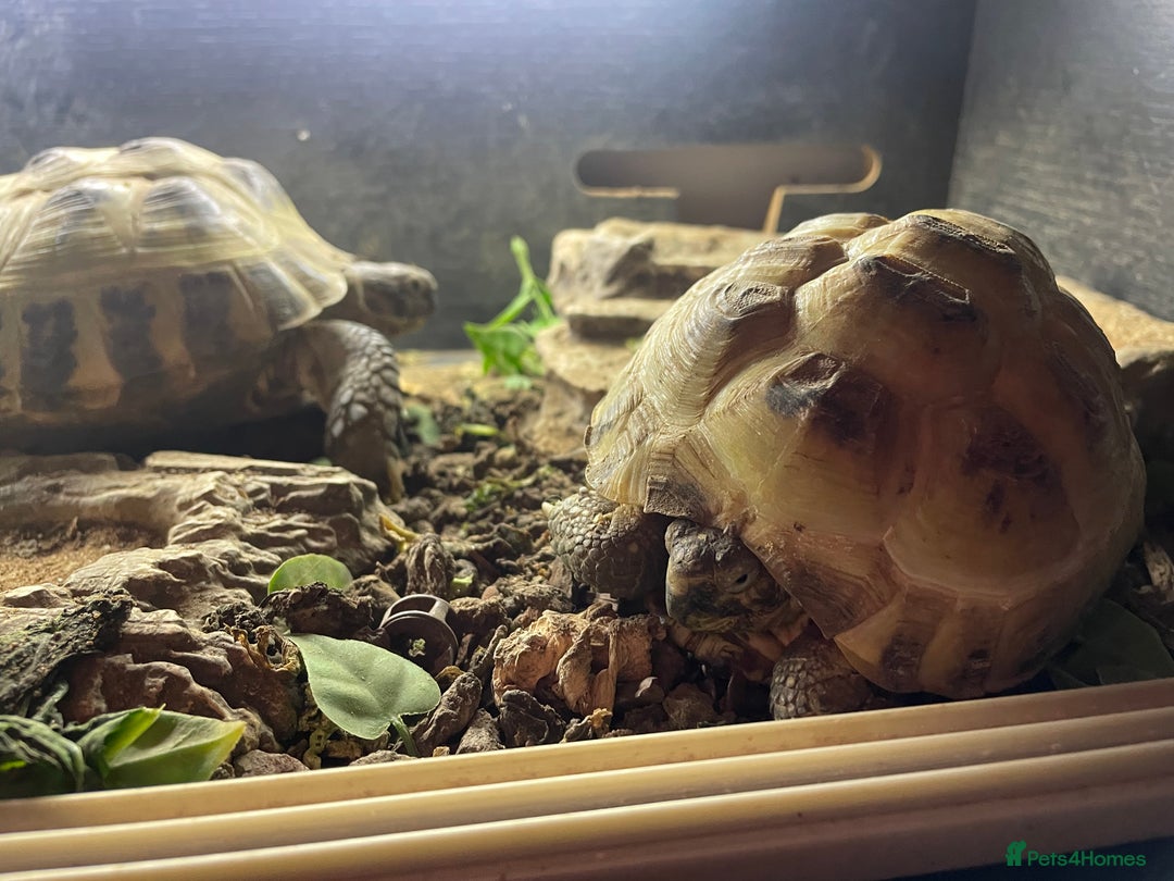 Hermann Tortoise reptiles for sale: Hermann’s tortoises  - Image 3