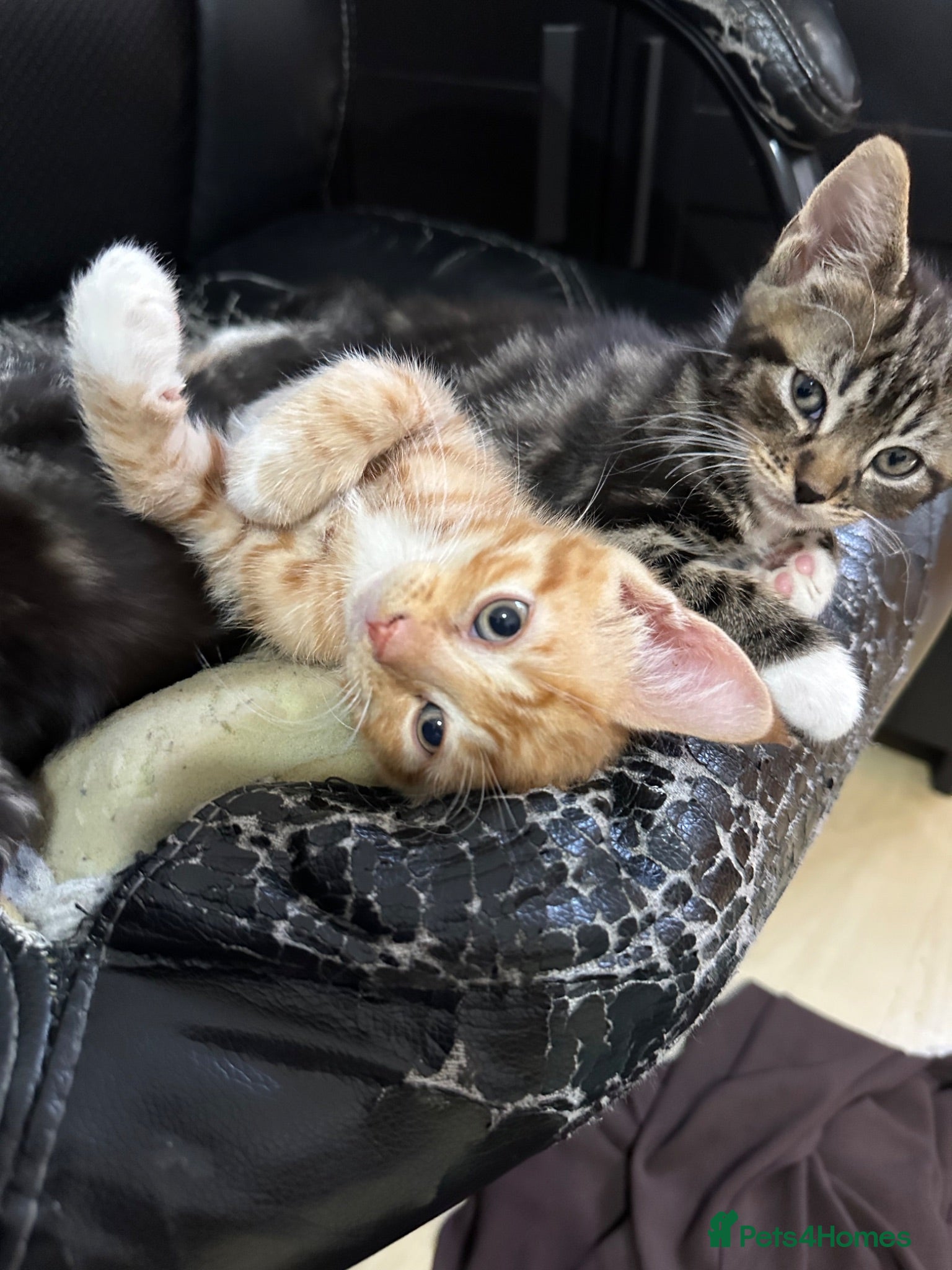 Domestic Shorthair cats cute Kittens Looking for Their Forever Homes 🐾 - Advert 6
