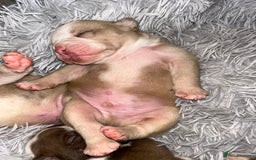 Olde English Bulldogge dogs for sale: CARTEL BLOODLINE OLDE ENGLISH PUPPIES!!  - Image 6