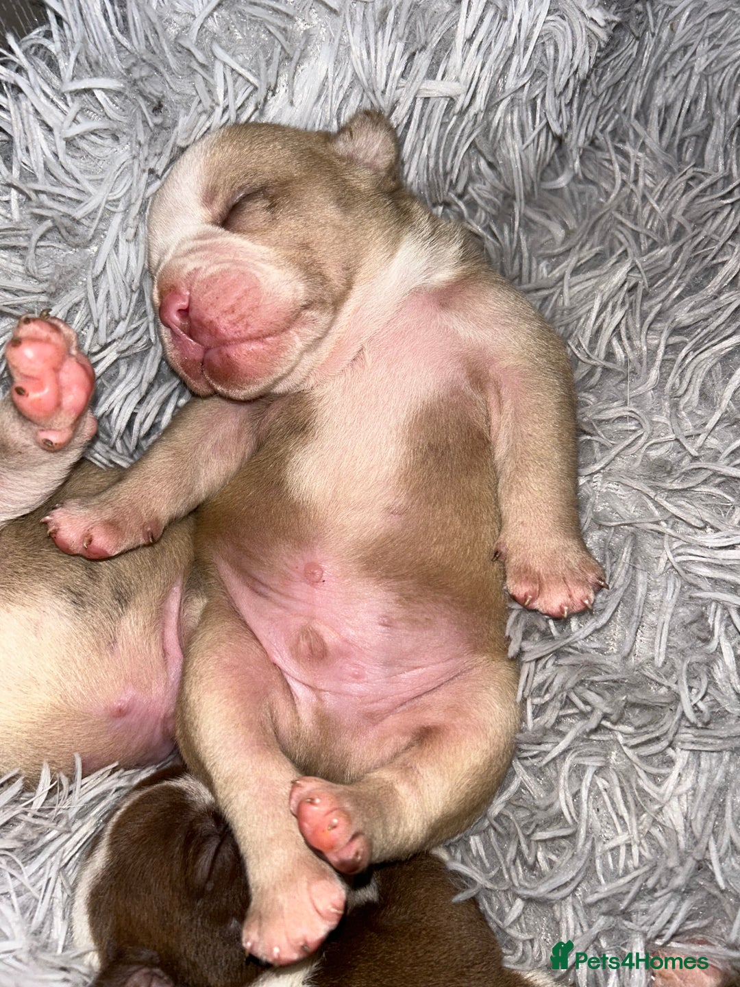 Olde English Bulldogge dogs for sale: CARTEL BLOODLINE OLDE ENGLISH PUPPIES!!  - Image 6