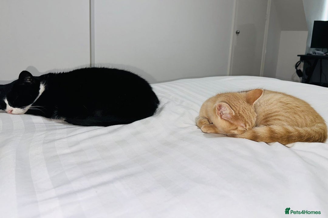 British Shorthair cats for sale: 2 female adult cats  - Advert 2