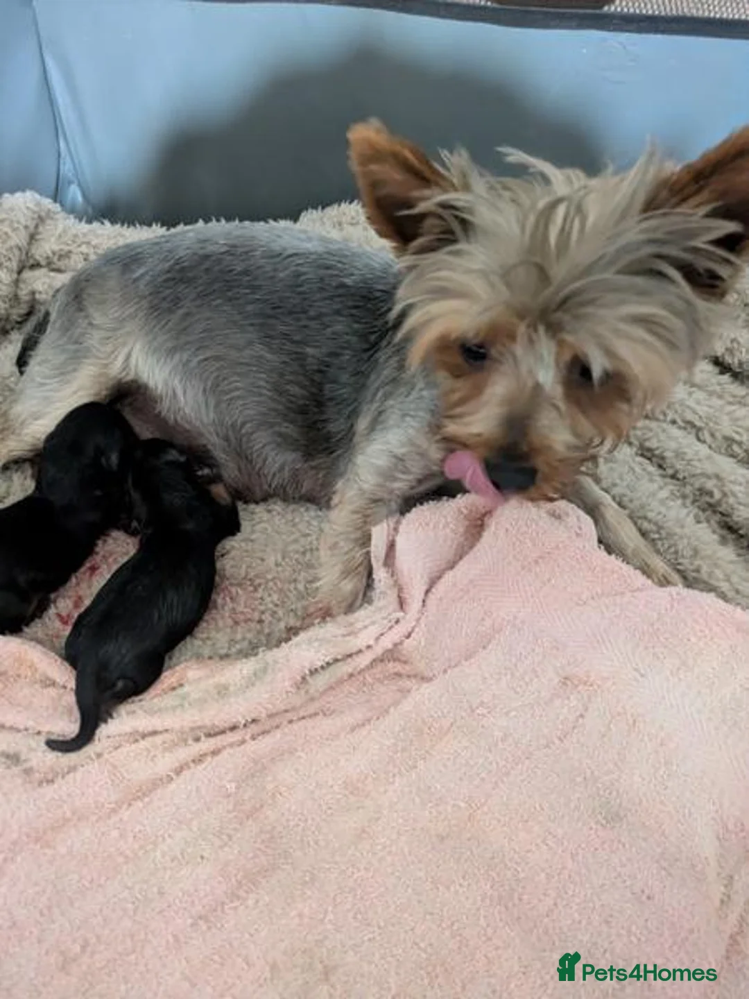 Yorkshire Terrier dogs for sale: Beautiful Yorkshire Terriers - Advert 2