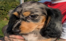 Dachshund dogs for sale: Standard Long Haired Dachshund - Image 8