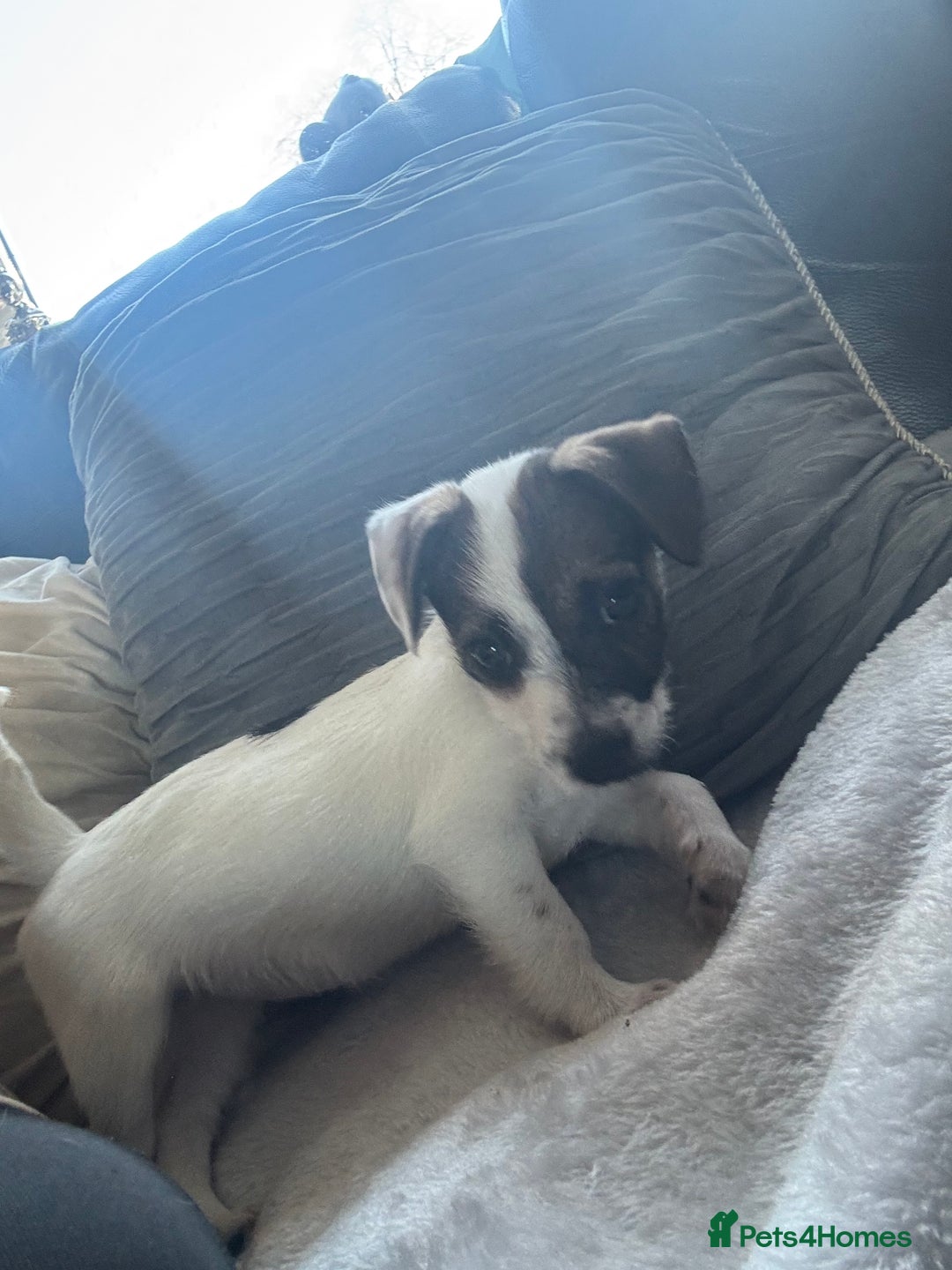 Jack Russell dogs for sale: Jack Russell girl pup  - Advert 5
