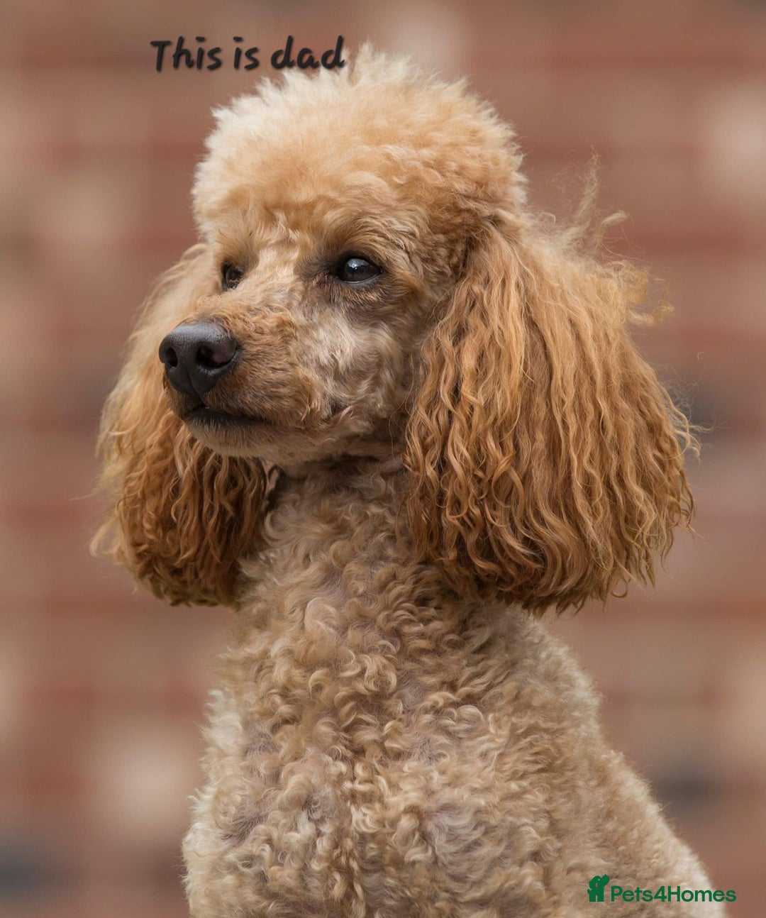 Cavapoo dogs for sale: Adorable F1B cavapoo puppies  - Image 6