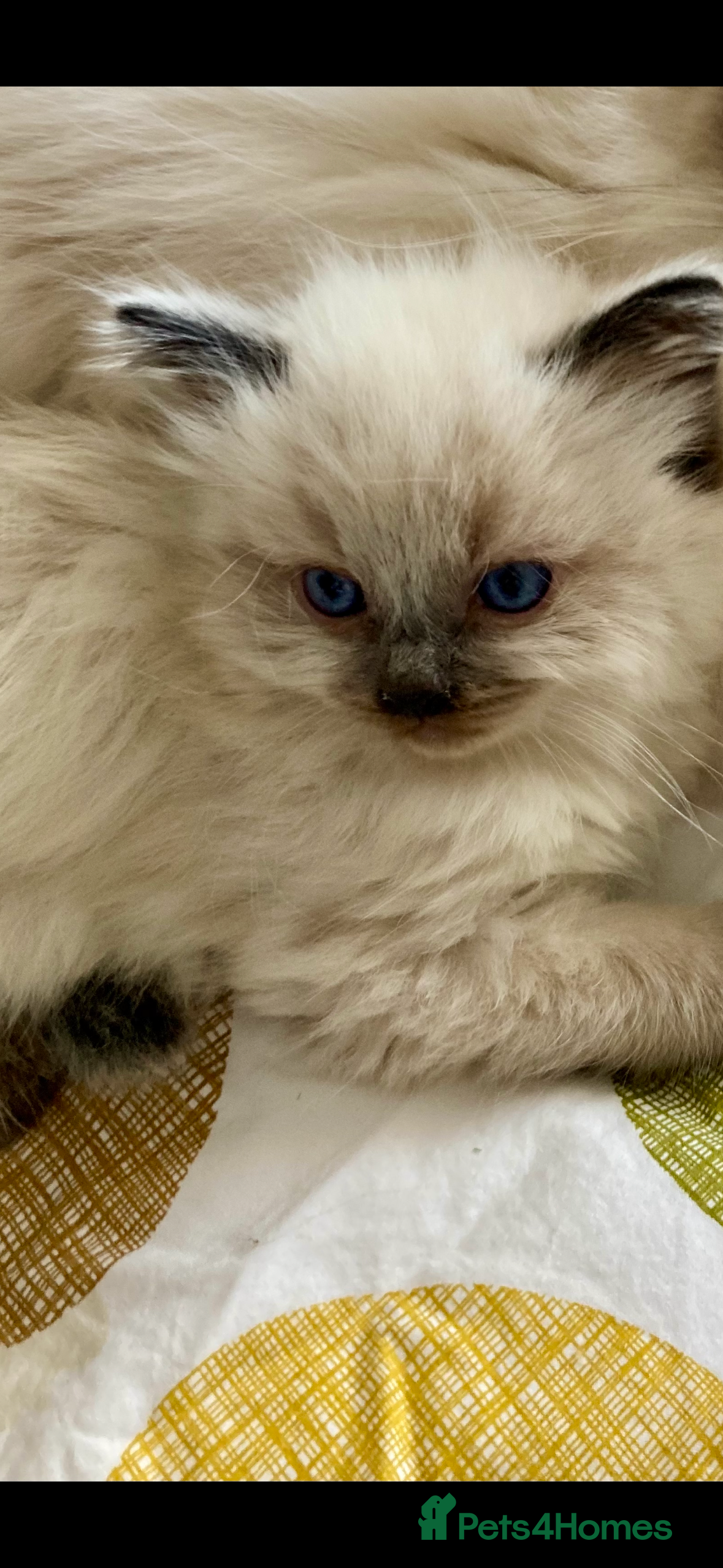 Ragdoll cats 🌼GCCF WAITIING LIST NOW OPEN 🌼 - Advert 1