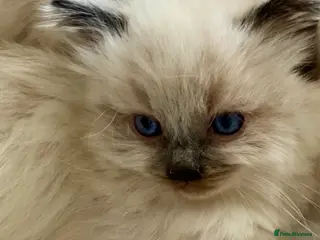 Ragdoll cats 🌼GCCF WAITIING LIST NOW OPEN 🌼 - Advert 1