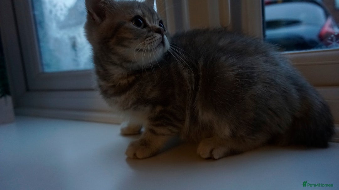 British Shorthair cats for sale: British Blue tabbies boys and girls - Advert 3