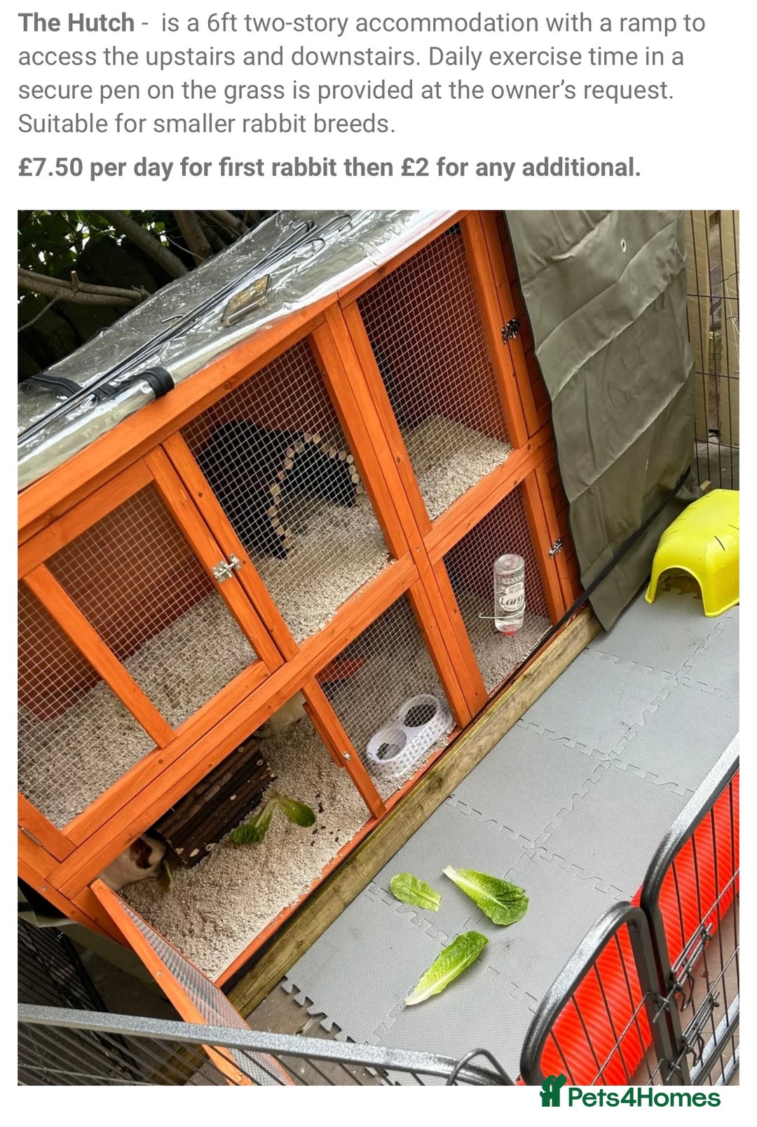 Guinea Pig rodents for sale: Guinea pig gang  - Image 2
