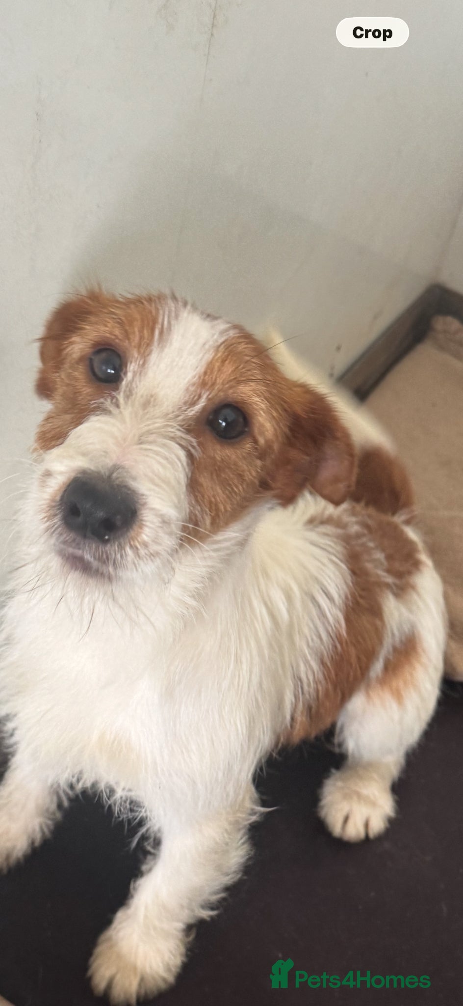 Jack Russell dogs Stunning Wee Jack Russell  - Advert 12