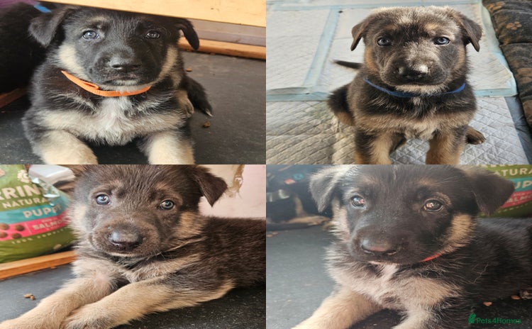 German Shepherd dogs - Advert 1