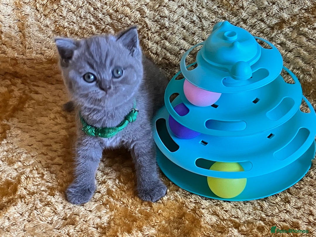 British Shorthair cats for sale: GCCF registered ChampionBloodline 5GENpedigree BSH - Image 7