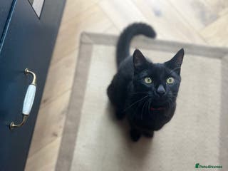 Bombay cats Misco is looking for his forever home 🐈⬛ - Advert 1