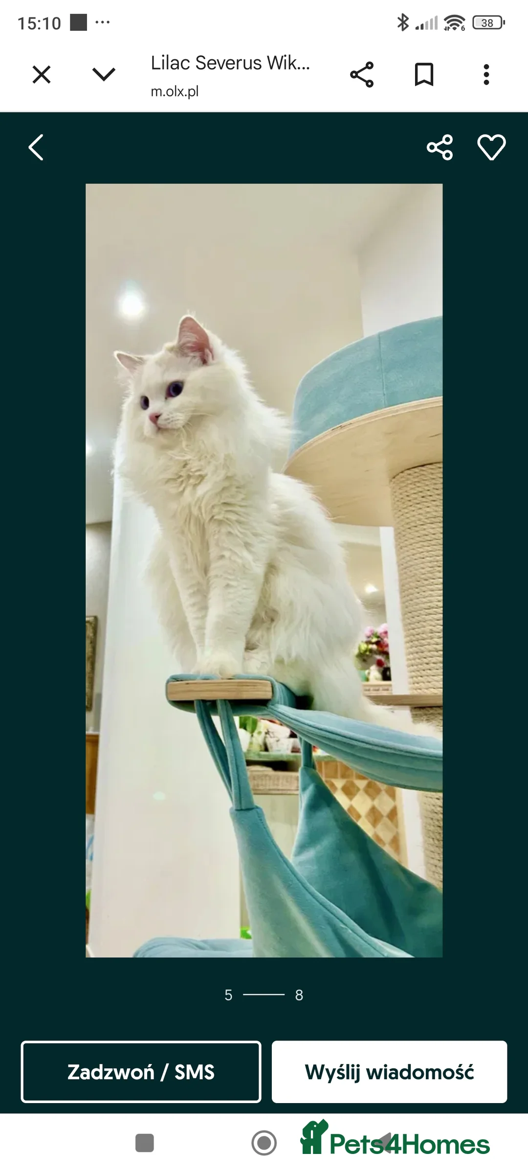 Ragdoll cats for sale: Lilac active ragdoll male - Advert 5