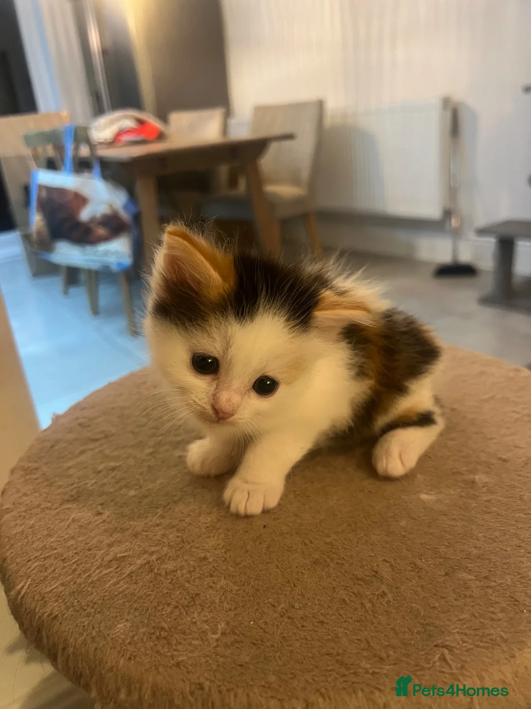 Ragdoll cats for sale: Beautiful ¾ Ragdoll Female Kitten 🩷 in Brentwood - Advert 11